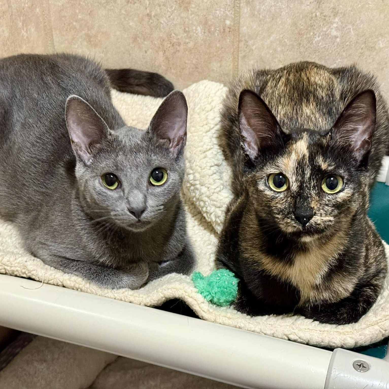 Lark and Lotus (Bonded Pair)