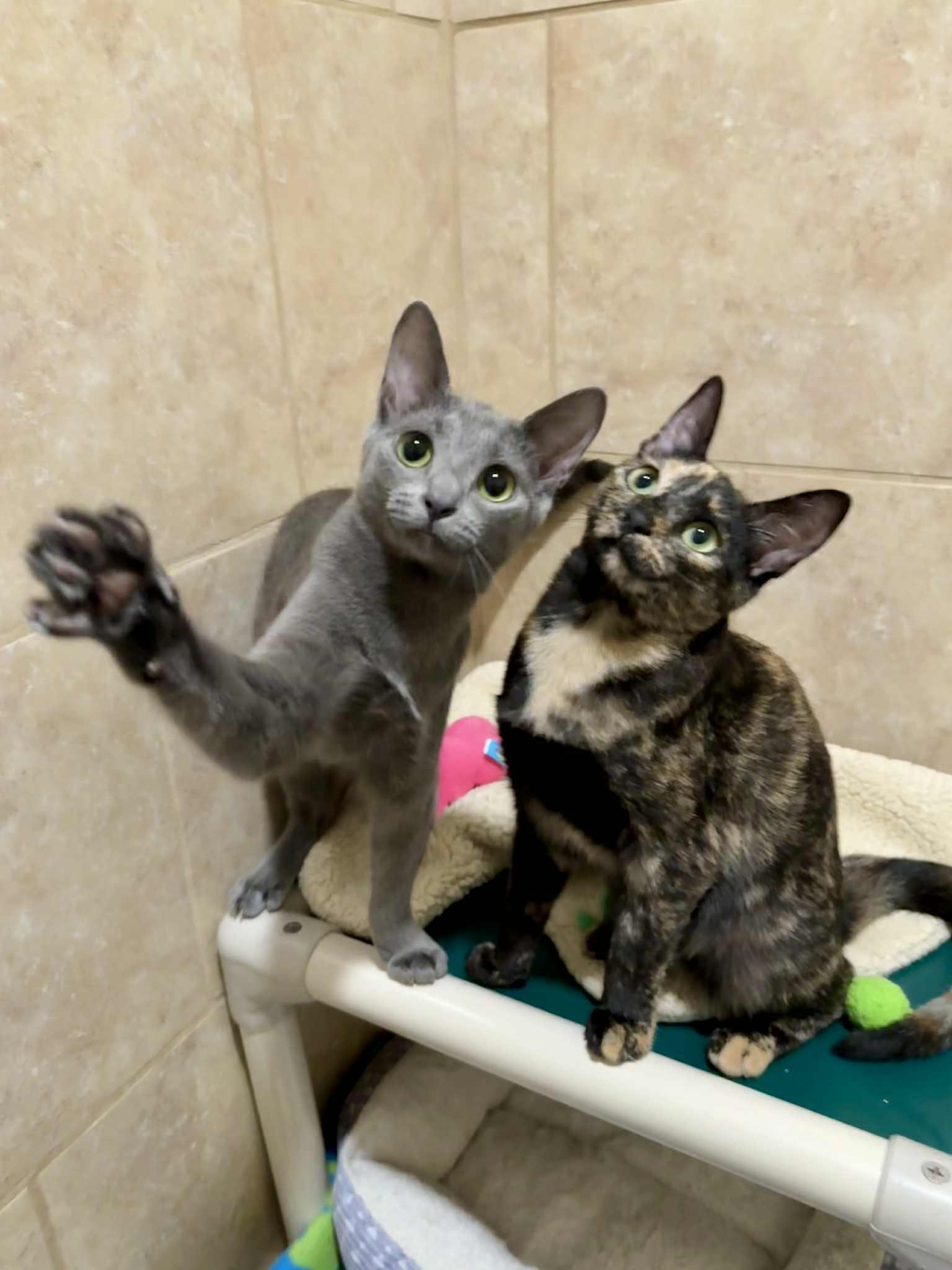 Lark and Lotus (Bonded Pair)