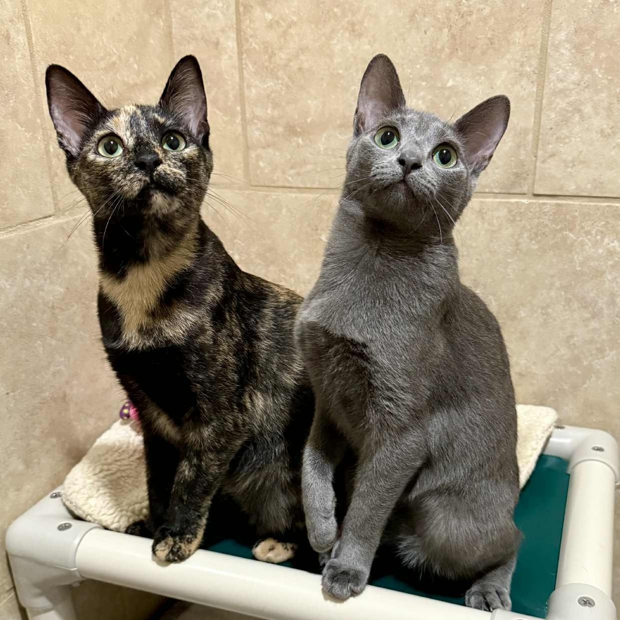 Lark and Lotus (Bonded Pair), Young Female unknown