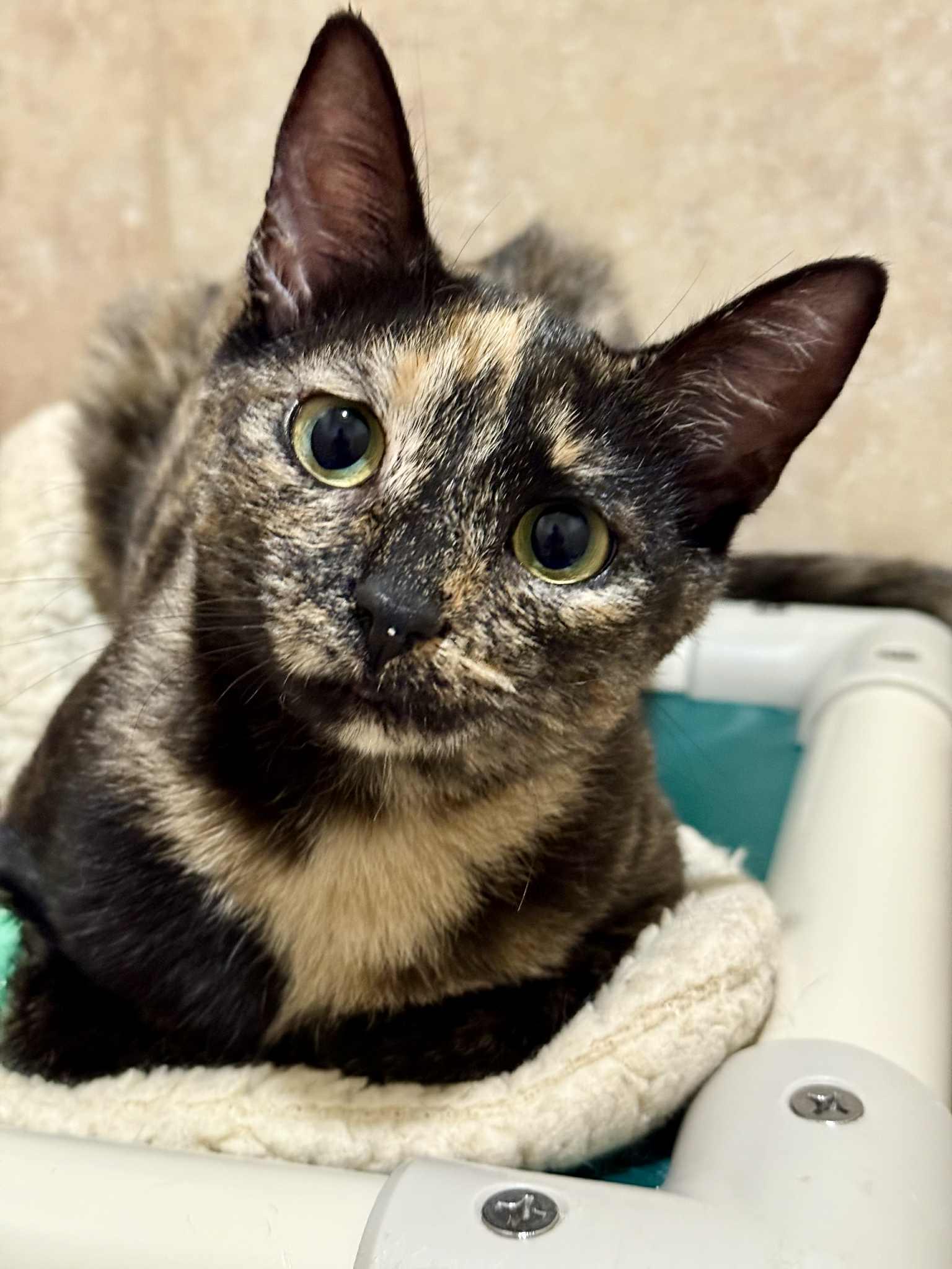 Lark and Lotus (Bonded Pair)