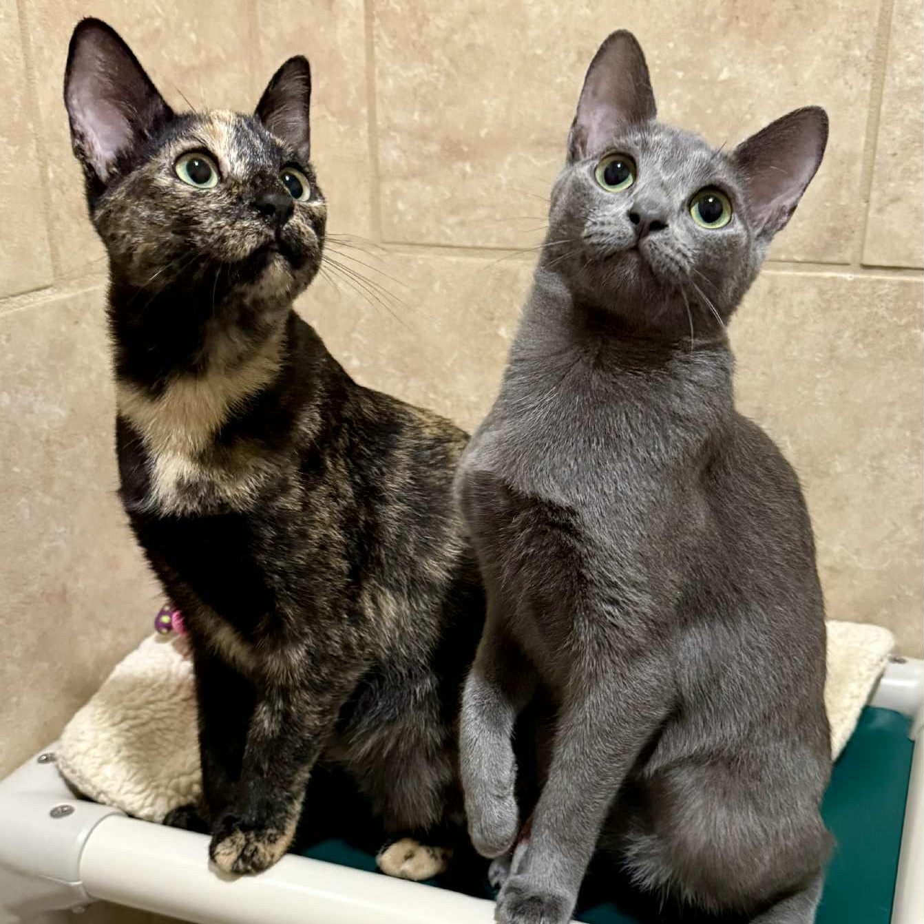 Lark and Lotus (Bonded Pair)