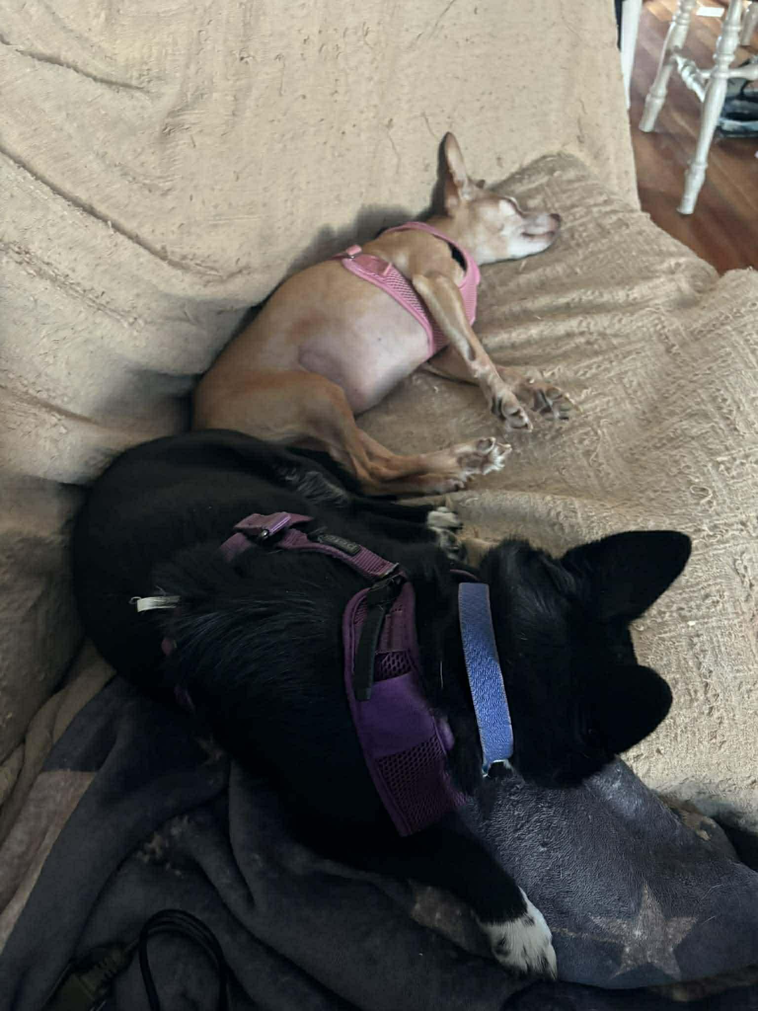 Penny, Adoptable, Senior Female Chihuahua.