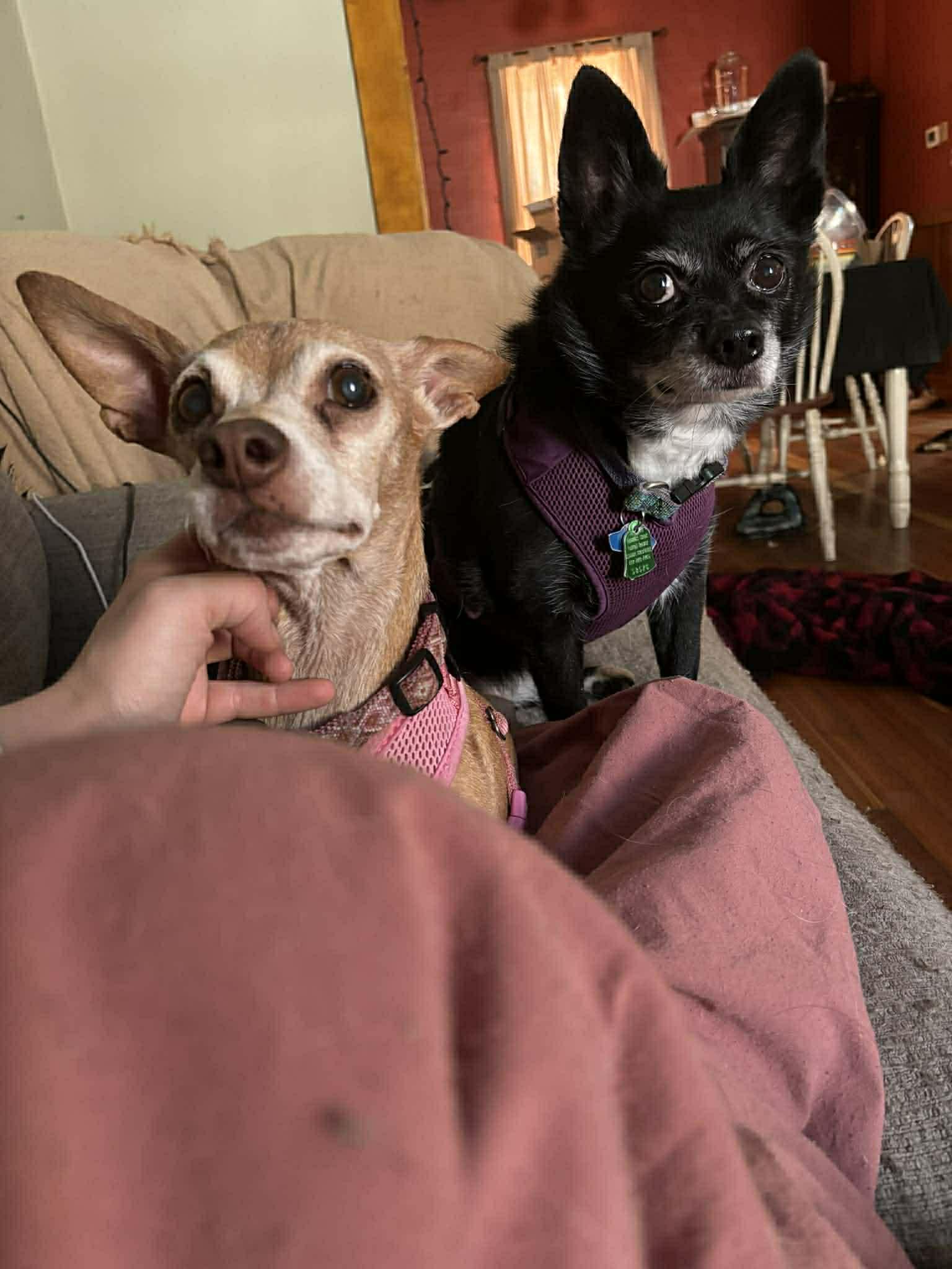 Enlarge Penny, a Adoptable Chihuahua in Montpelier, VT image 3/3