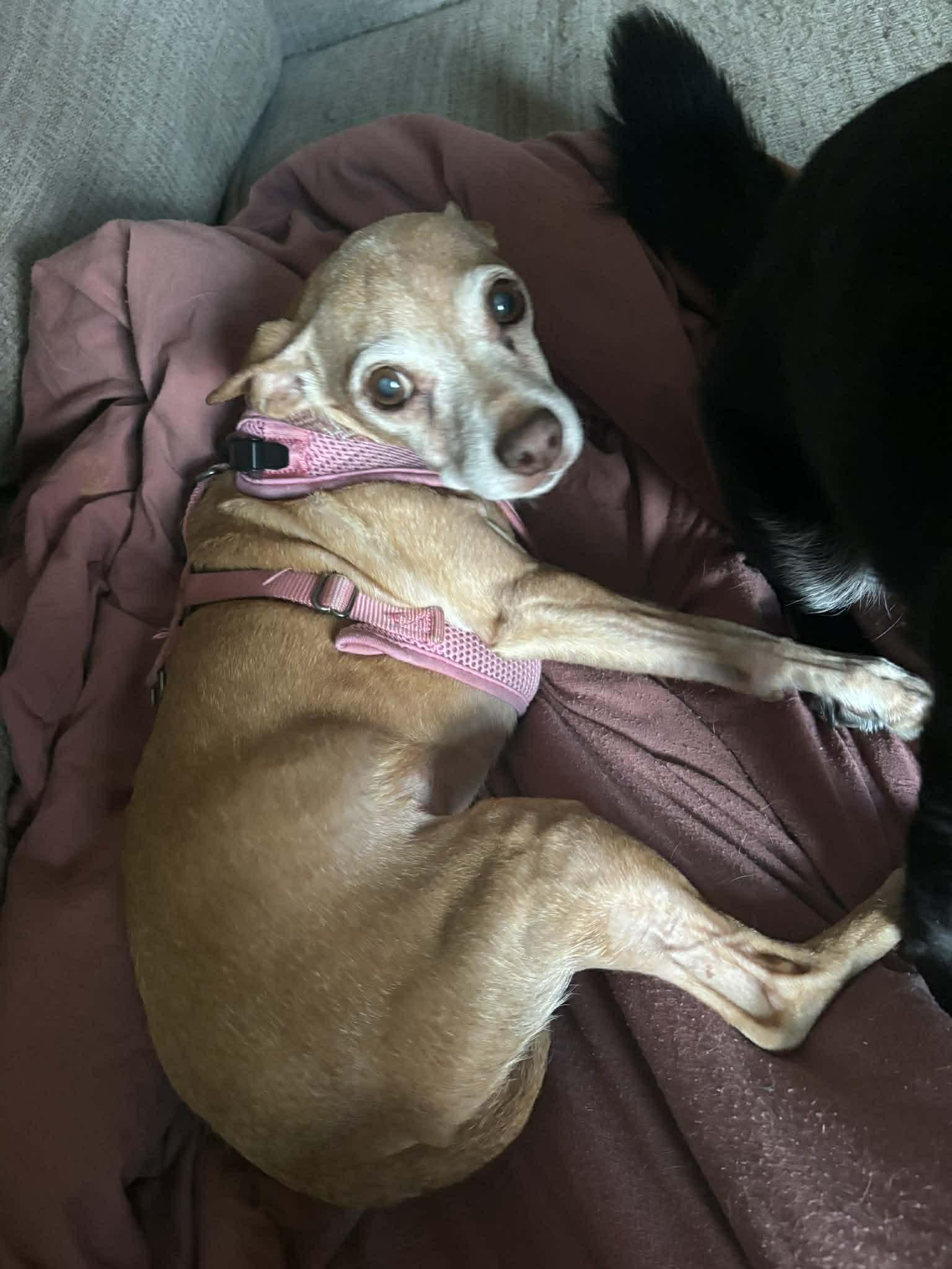 Enlarge Penny, a Adoptable Chihuahua in Montpelier, VT image 2/3