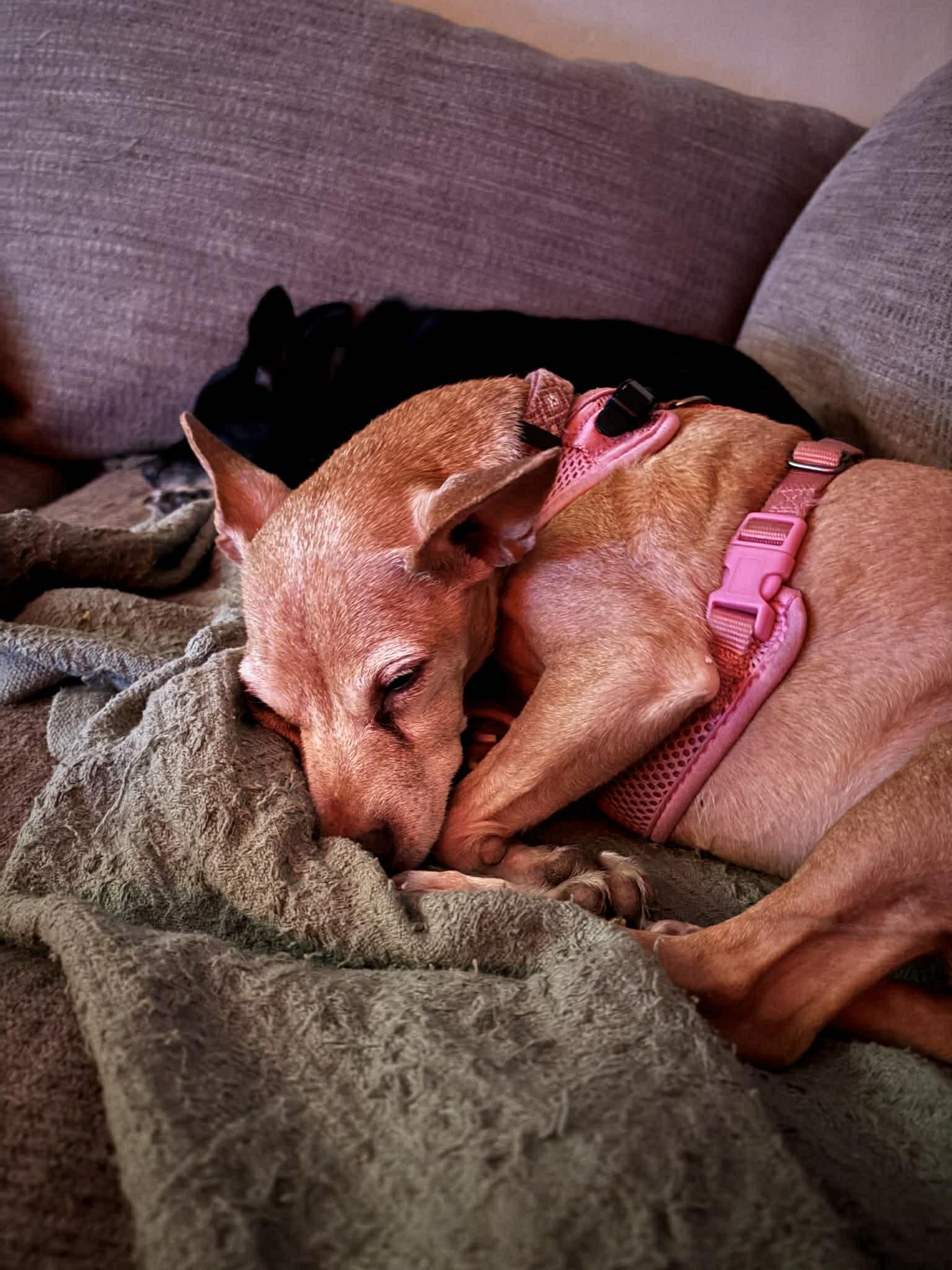 Enlarge Penny, a Adoptable Chihuahua in Montpelier, VT image 3/3