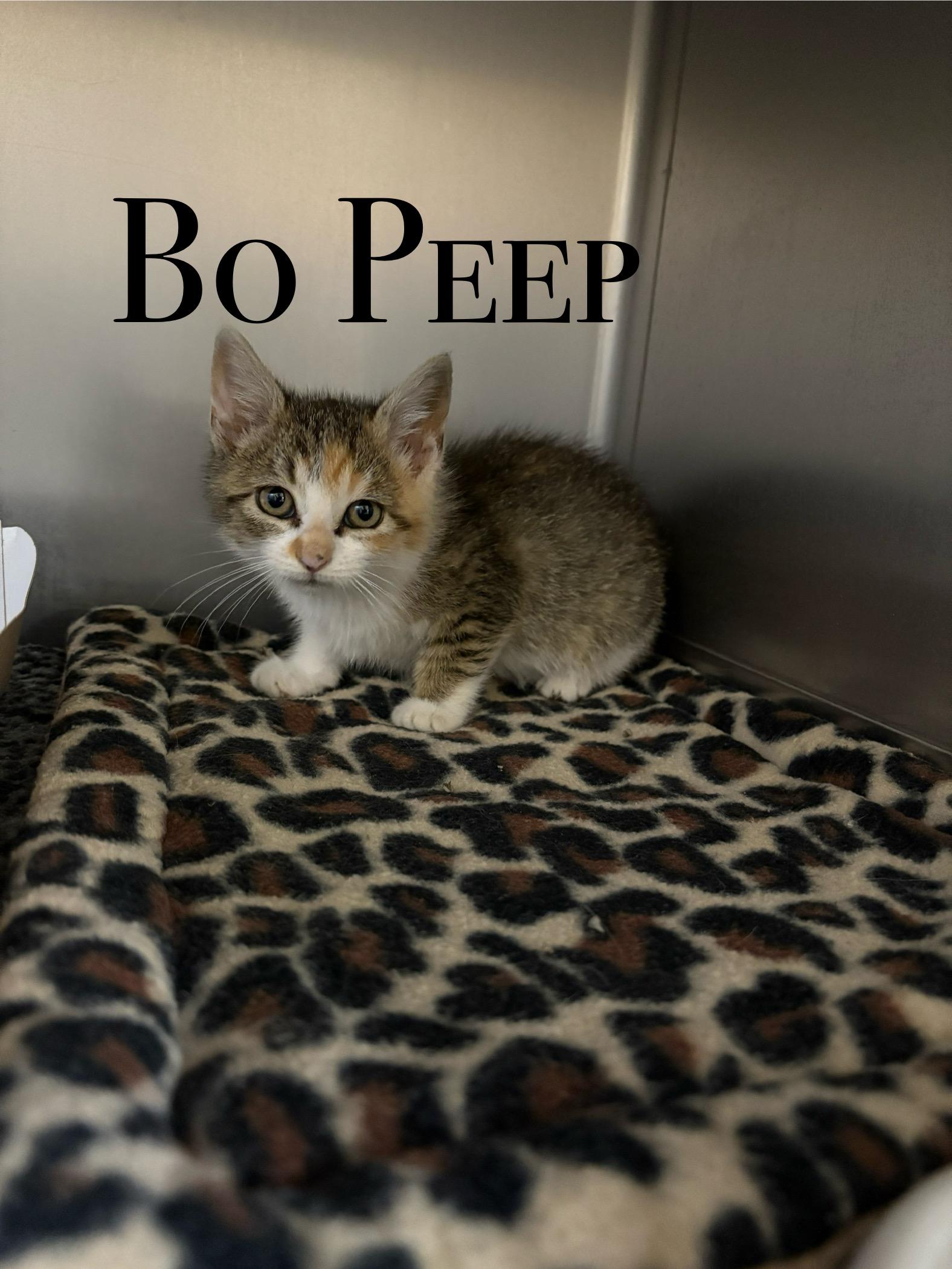 BoPeep, an adoptable Domestic Short Hair in Craig, CO, 81625 | Photo Image 1