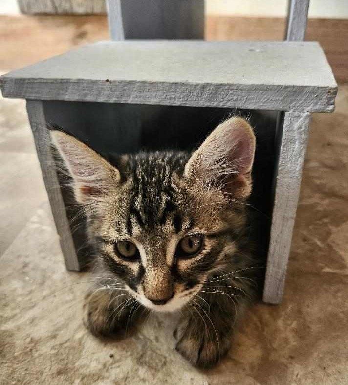 Cat for adoption Bear, a Domestic Long Hair in Chappell, NE Petfinder