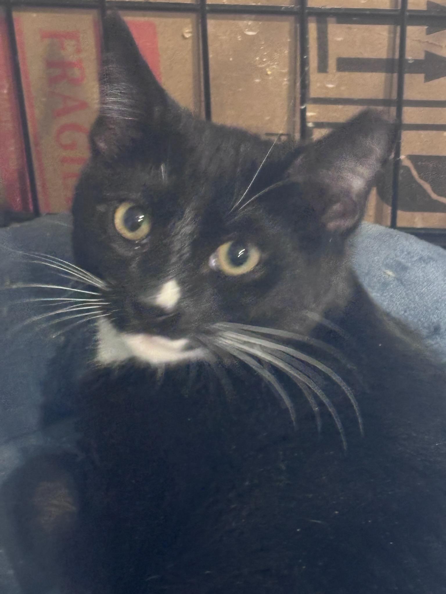 Socks, Adoptable, Young Female Domestic Short Hair.