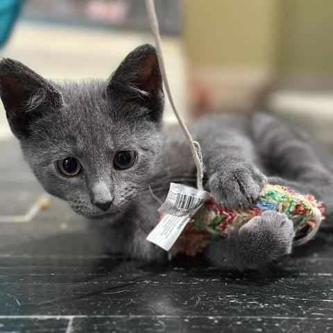 Enlarge Becks, an adopted Domestic Short Hair in East Brunswick, NJ image 1/6