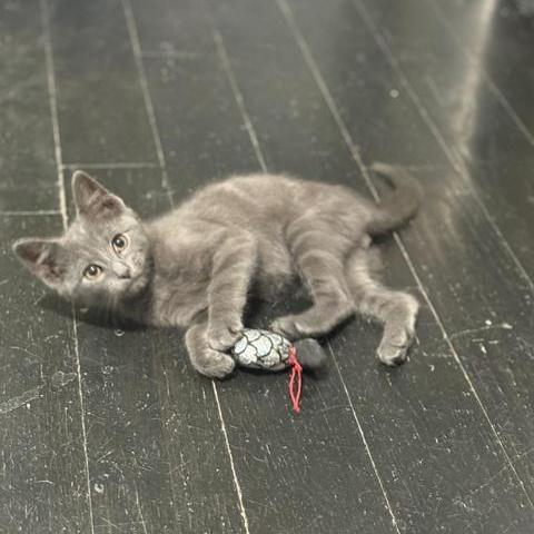 Enlarge Becks, an adopted Domestic Short Hair in East Brunswick, NJ image 3/6