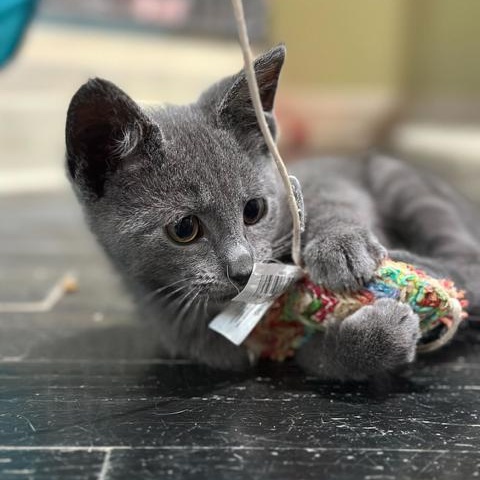 Enlarge Becks, an adopted Domestic Short Hair in East Brunswick, NJ image 2/6