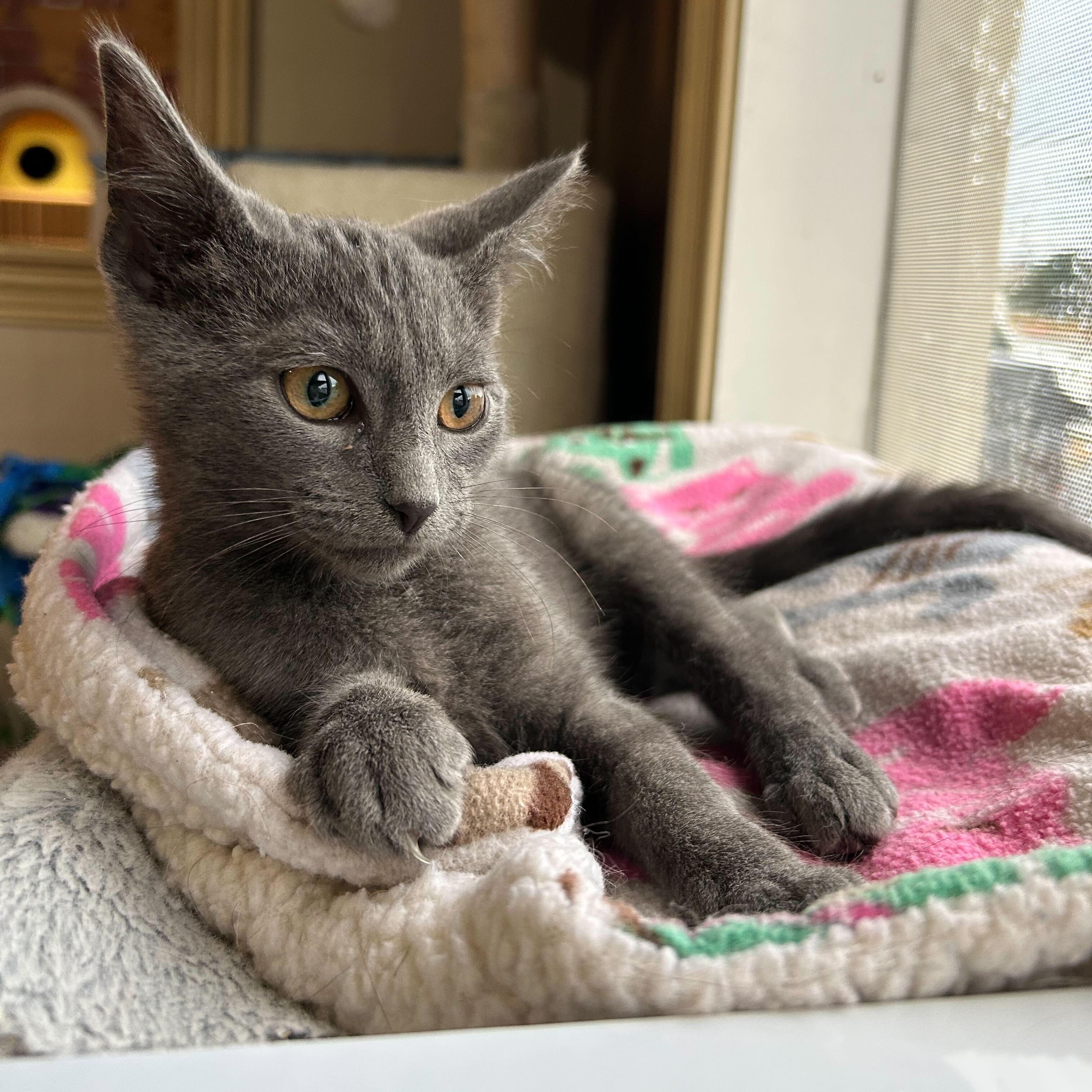 Enlarge Becks, an adopted Domestic Short Hair in East Brunswick, NJ image 5/6