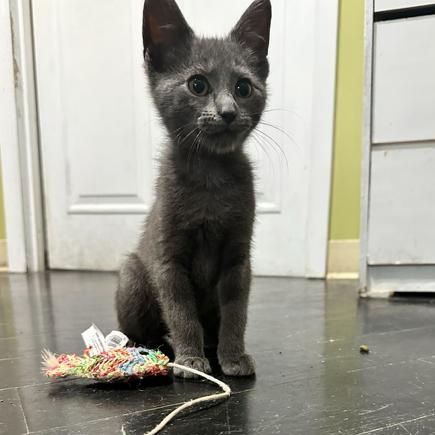 Enlarge Becks, an adopted Domestic Short Hair in East Brunswick, NJ image 4/6