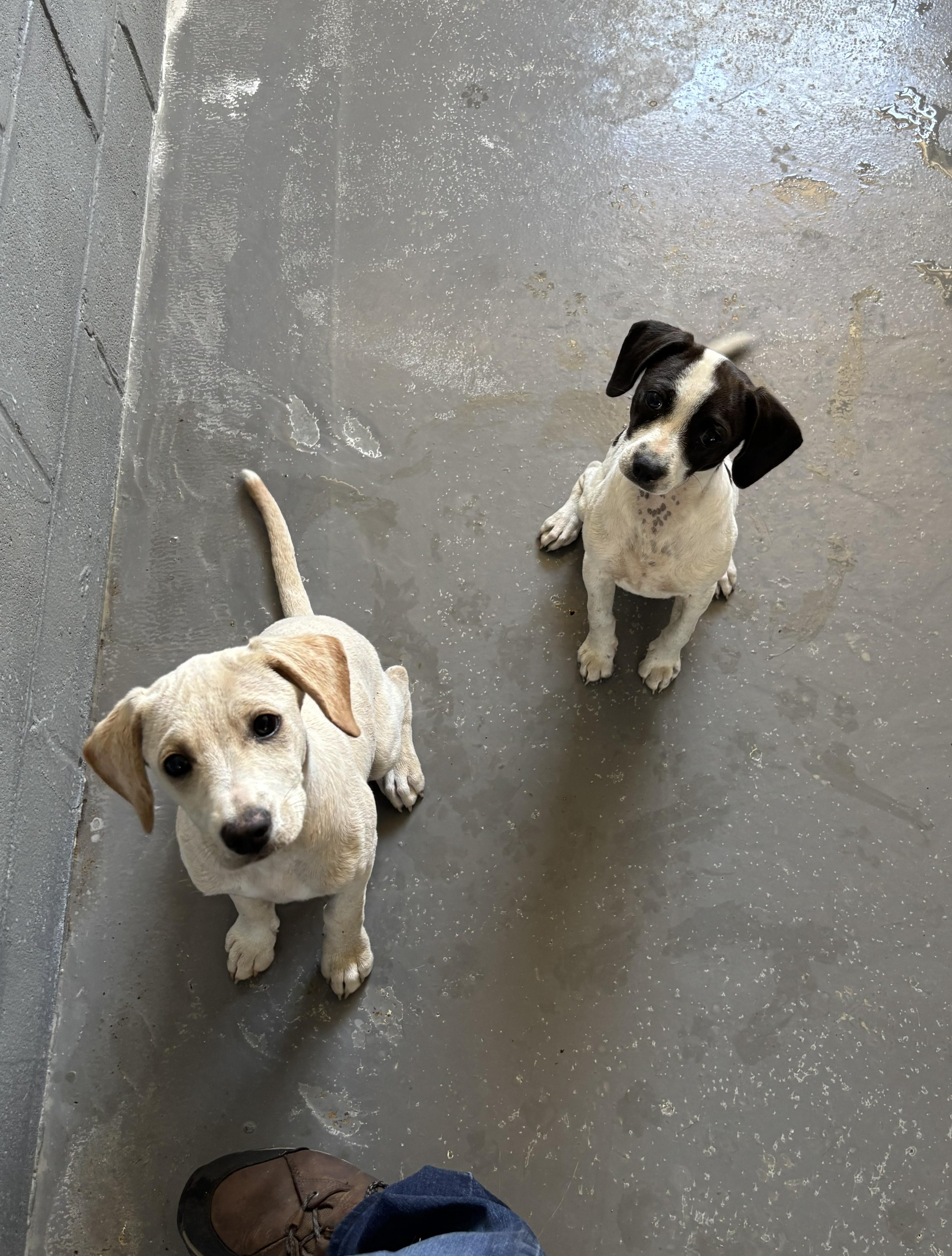 Sage - Found, Adoptable, Young Female Chihuahua.