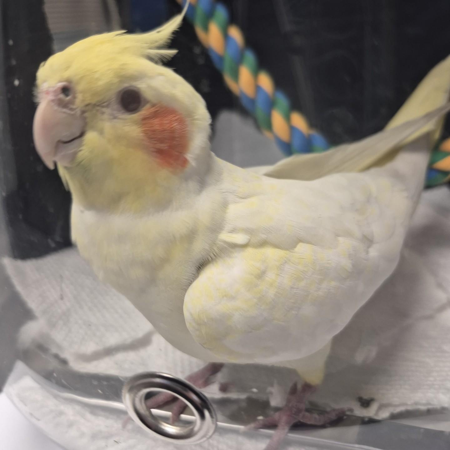 Enlarge Zest, a Adopted Cockatiel in Mississauga, ON image 2/2