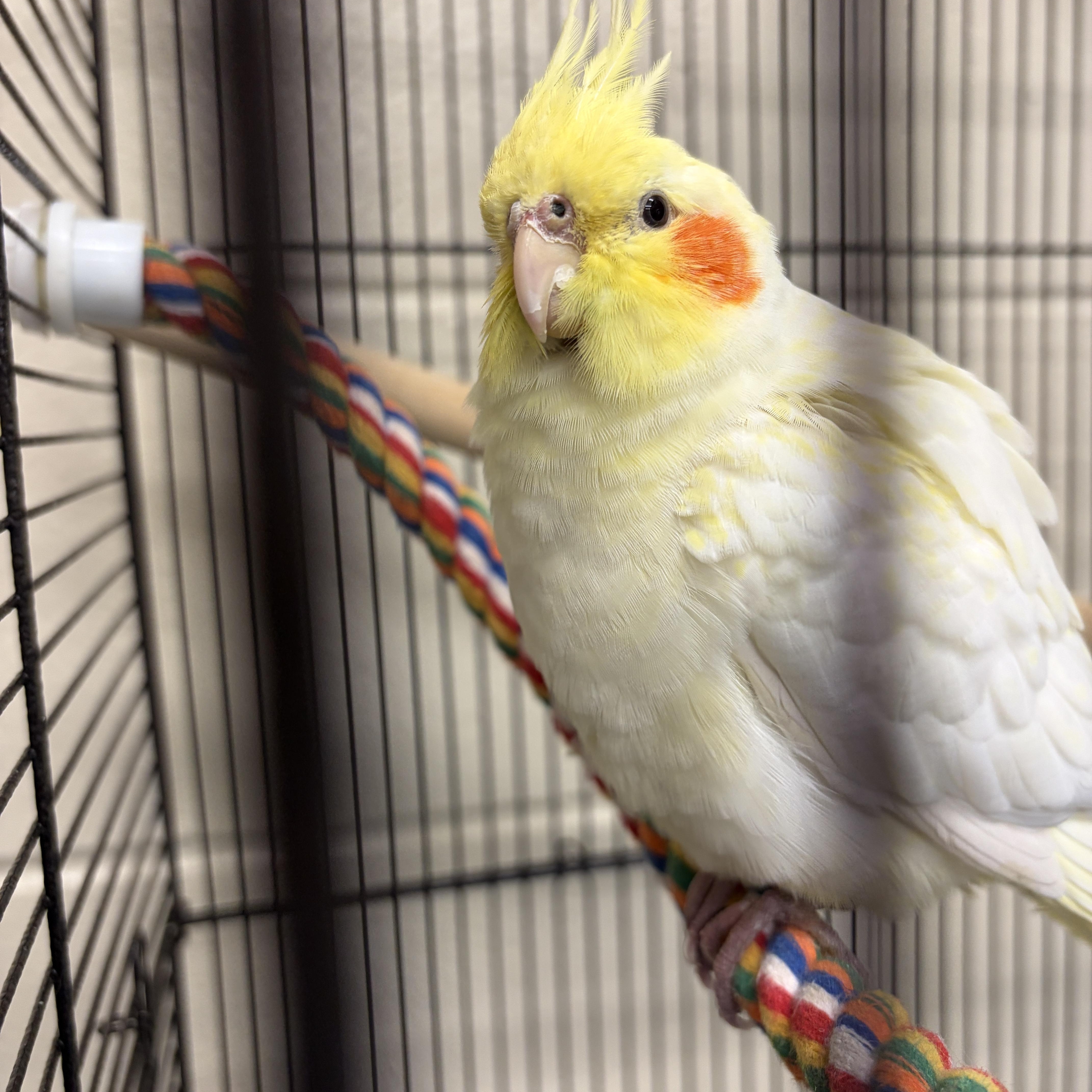 Enlarge Zest, a Adopted Cockatiel in Mississauga, ON image 1/2