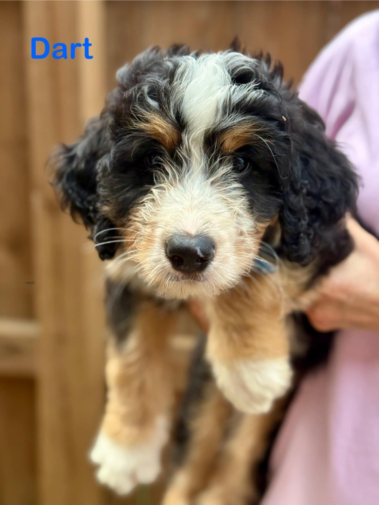 Enlarge Dart, a Adopted Bernese Mountain Dog in Croydon, NH image 1/1