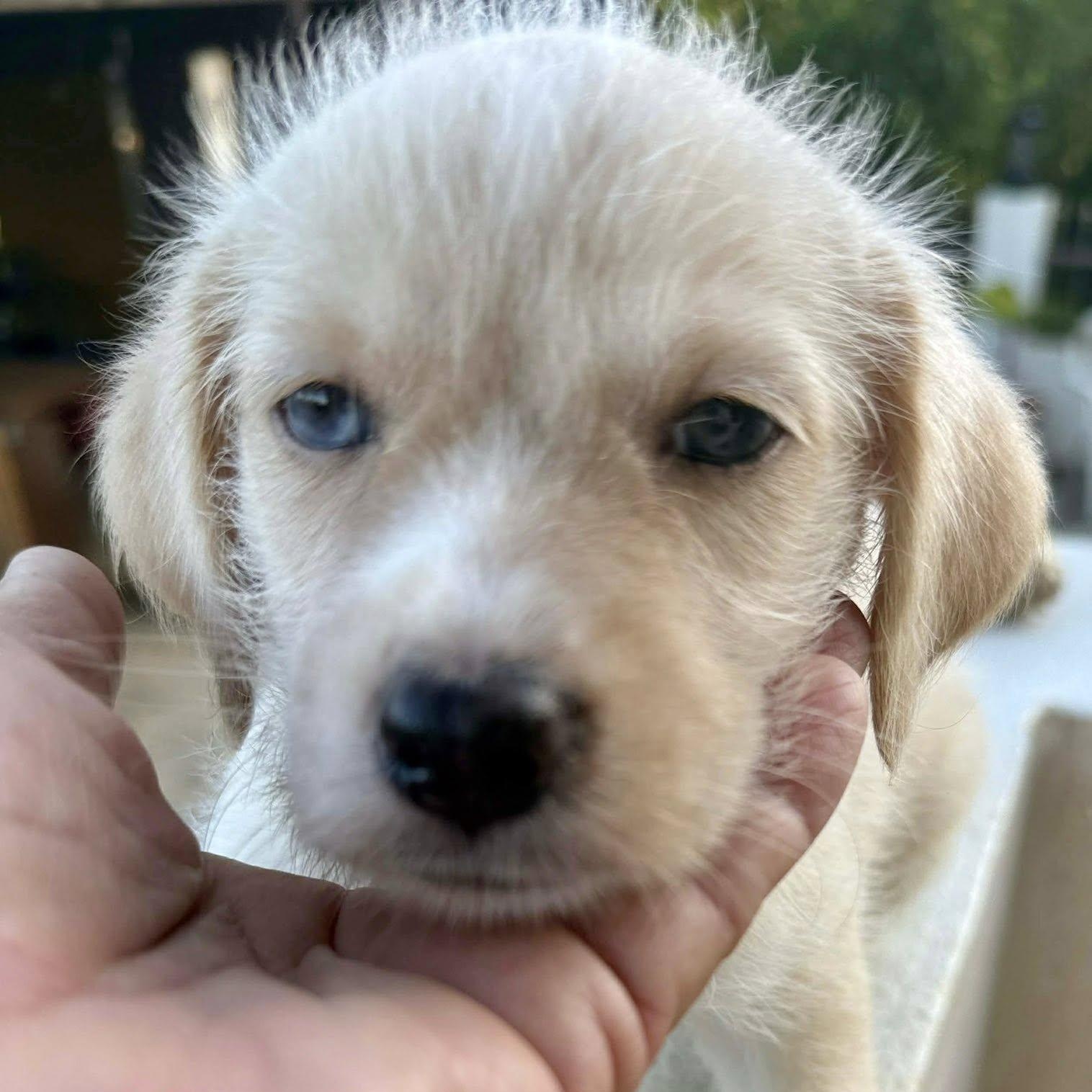 Lolie, ADOPTABLE, Puppy Male Maltese & Chihuahua.