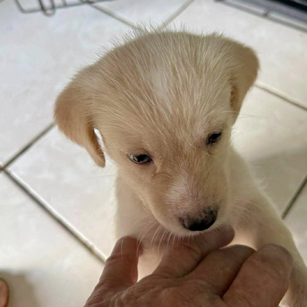 Enlarge Lolie, a ADOPTABLE mixed breed in Nanuet, NY image 3/3