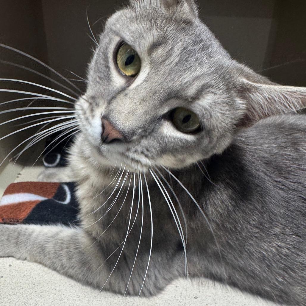 Durian, a Adoptable Domestic Short Hair in Grinnell, IA image 1/5