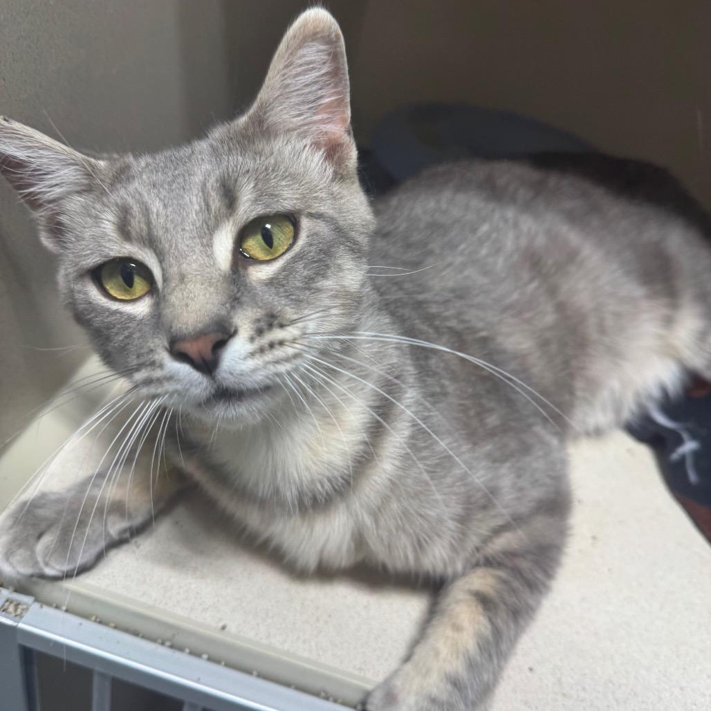 Durian, a Adoptable Domestic Short Hair in Grinnell, IA image 3/5