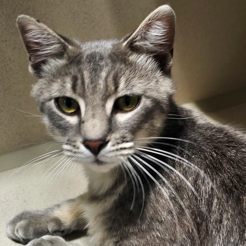 Durian, a Adoptable Domestic Short Hair in Grinnell, IA image 1/5