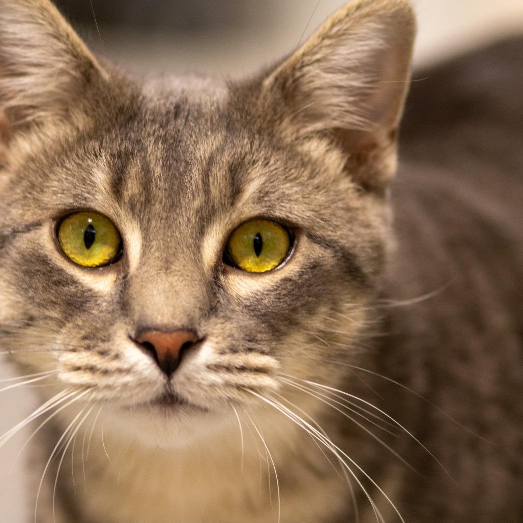 Durian, a Adoptable Domestic Short Hair in Grinnell, IA image 3/5