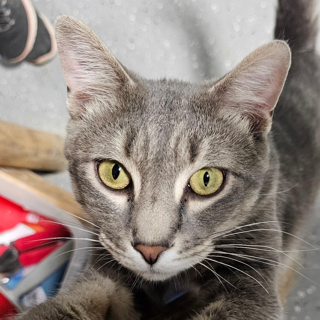 Enlarge Durian, a Adoptable Domestic Short Hair in Grinnell, IA image 5/6