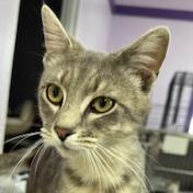 Durian, a Adoptable Domestic Short Hair in Grinnell, IA image 4/5