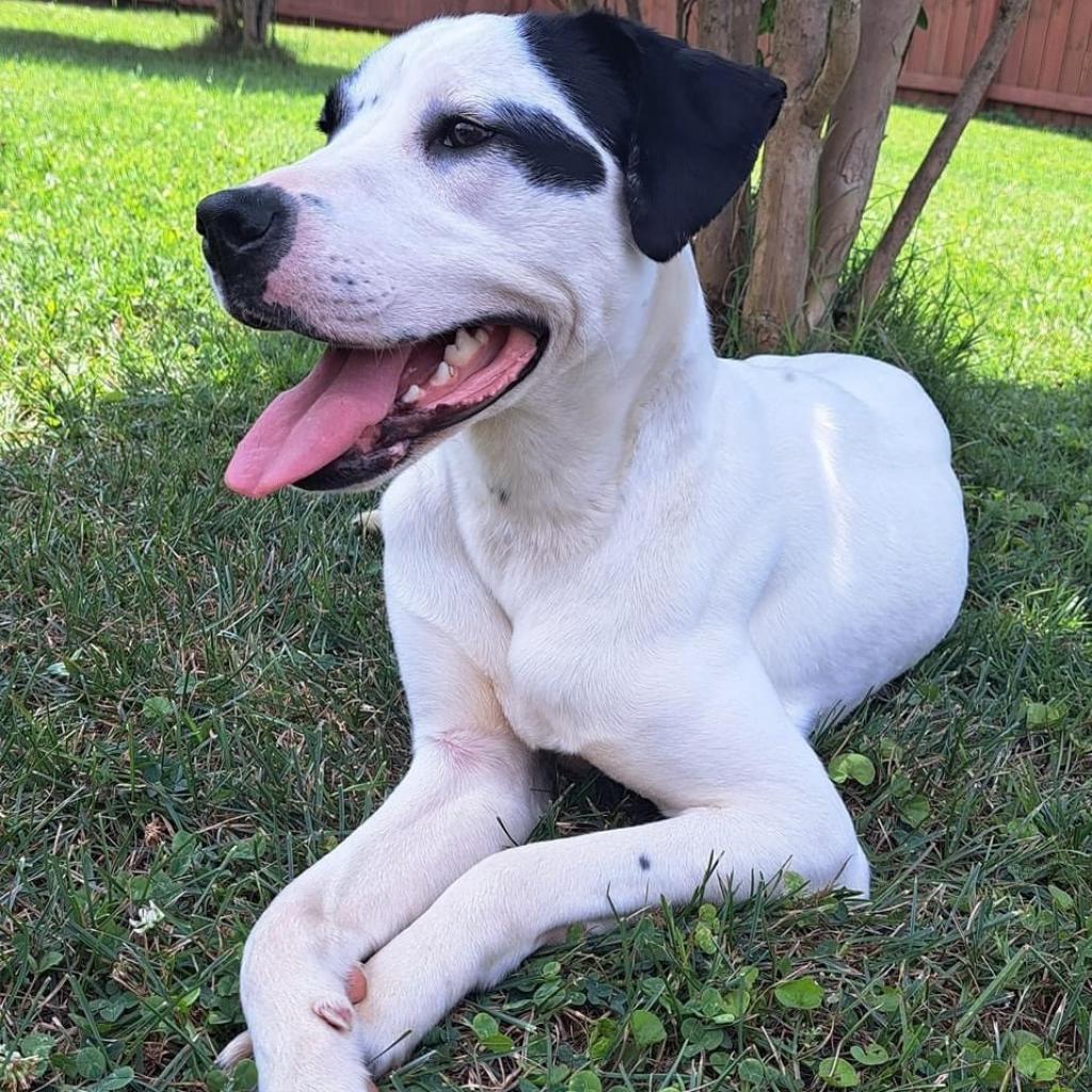 Enlarge Trisha 06-1013, a Adoptable mixed breed in Tyrone, GA image 1/6