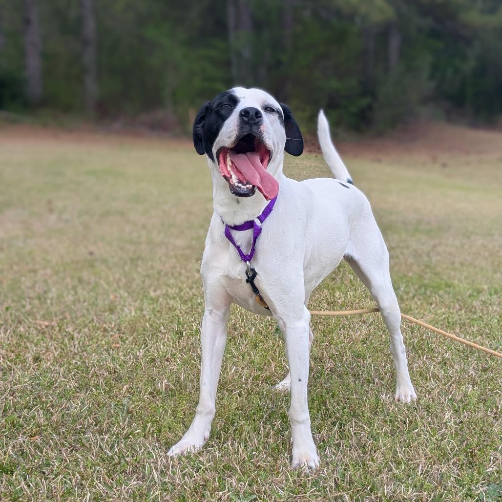 Enlarge Trisha 06-1013, a Adoptable mixed breed in Tyrone, GA image 2/6