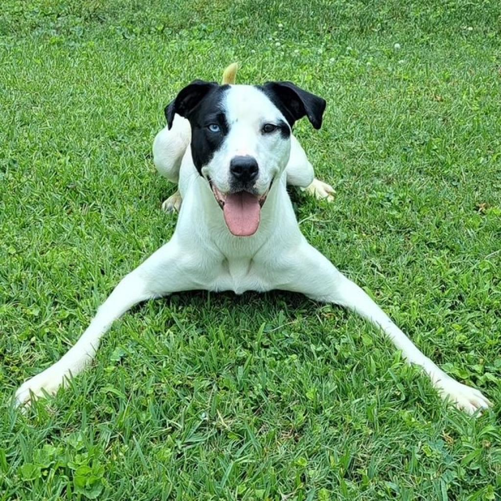 Enlarge Trisha 06-1013, a Adoptable mixed breed in Tyrone, GA image 5/6