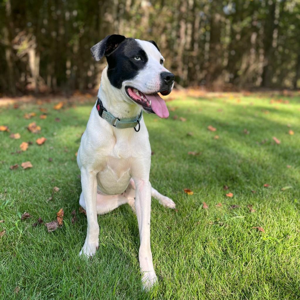Enlarge Trisha 06-1013, a Adoptable mixed breed in Tyrone, GA image 6/6