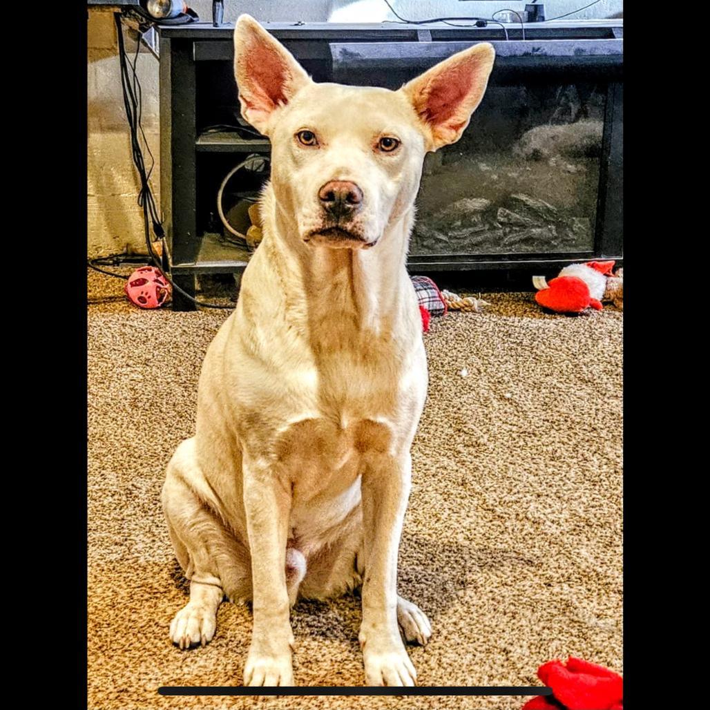 Toby, a Adoptable Shepherd in Grand Junction, CO image 2/5