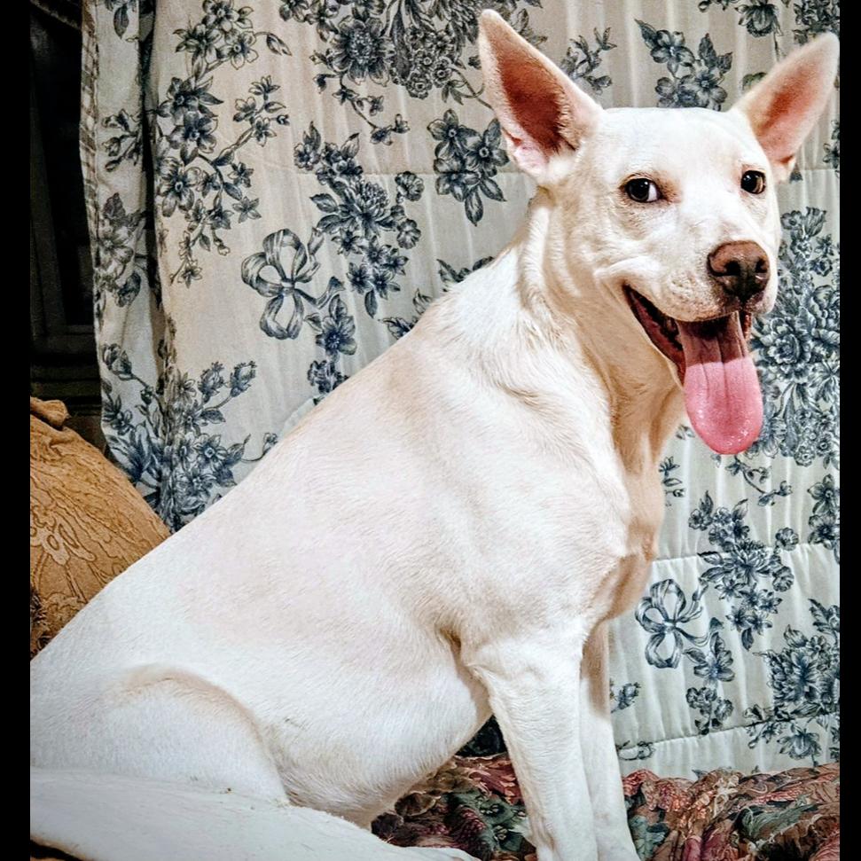 Toby, a Adoptable Shepherd in Grand Junction, CO image 3/5