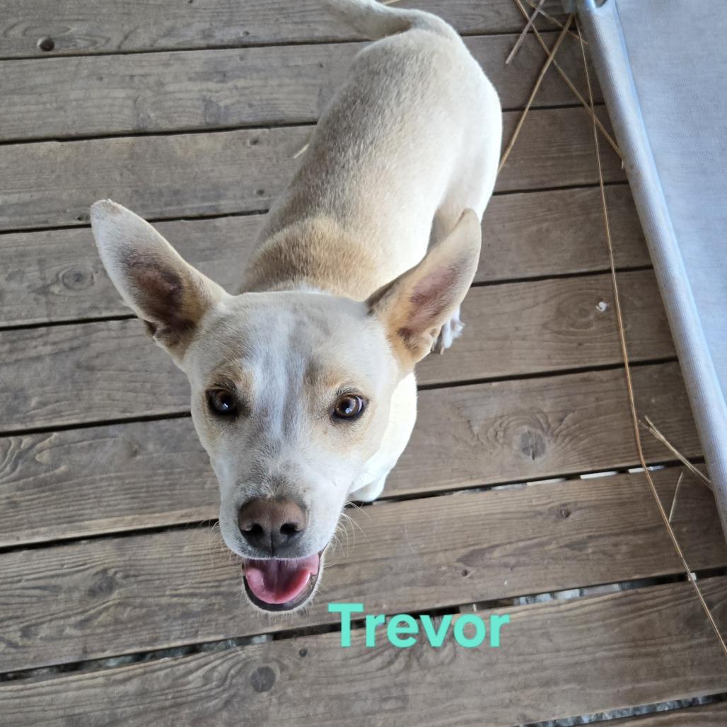 Toby, Adoptable, Young Male Shepherd.