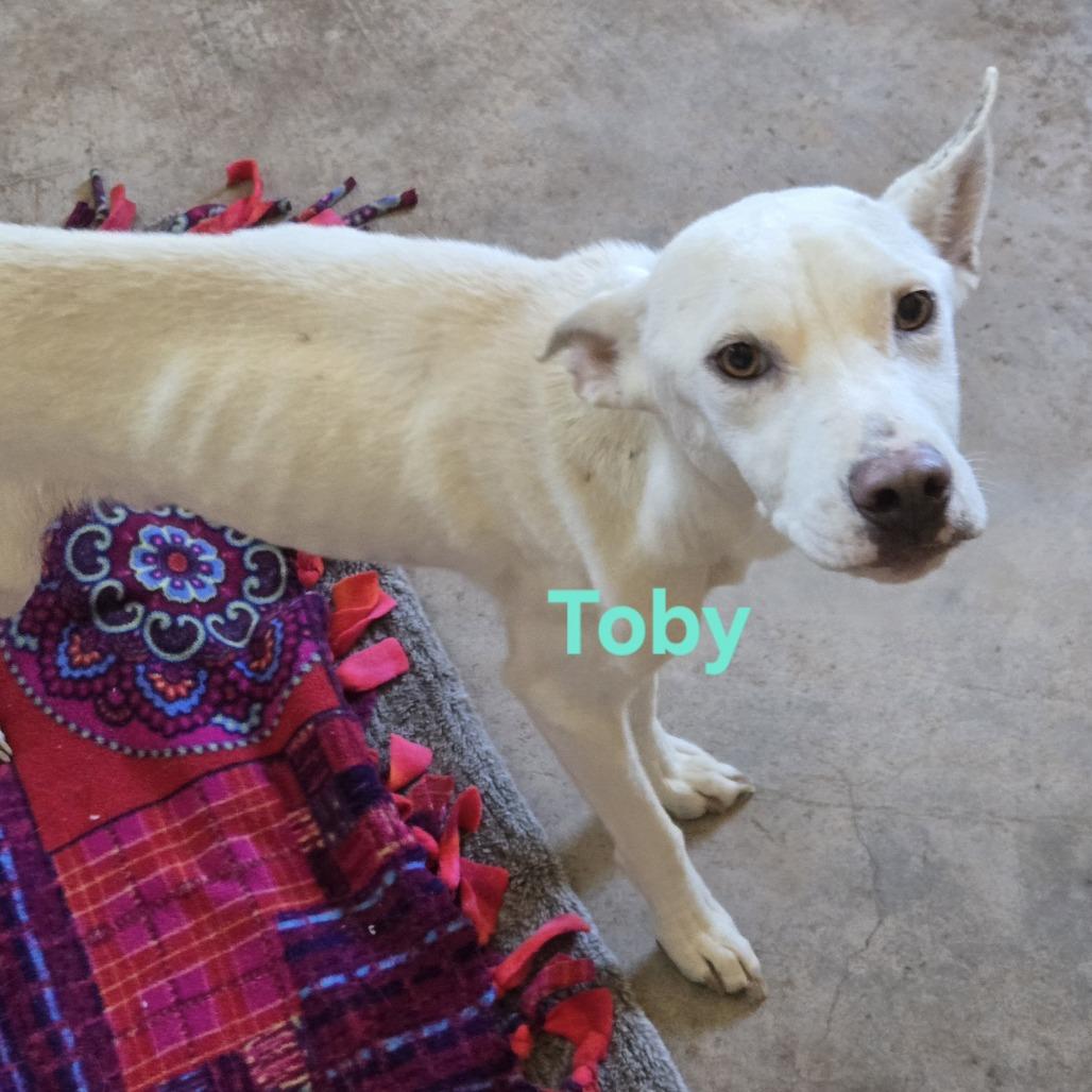 Enlarge Toby, a Adoptable Shepherd in Grand Junction, CO image 2/2