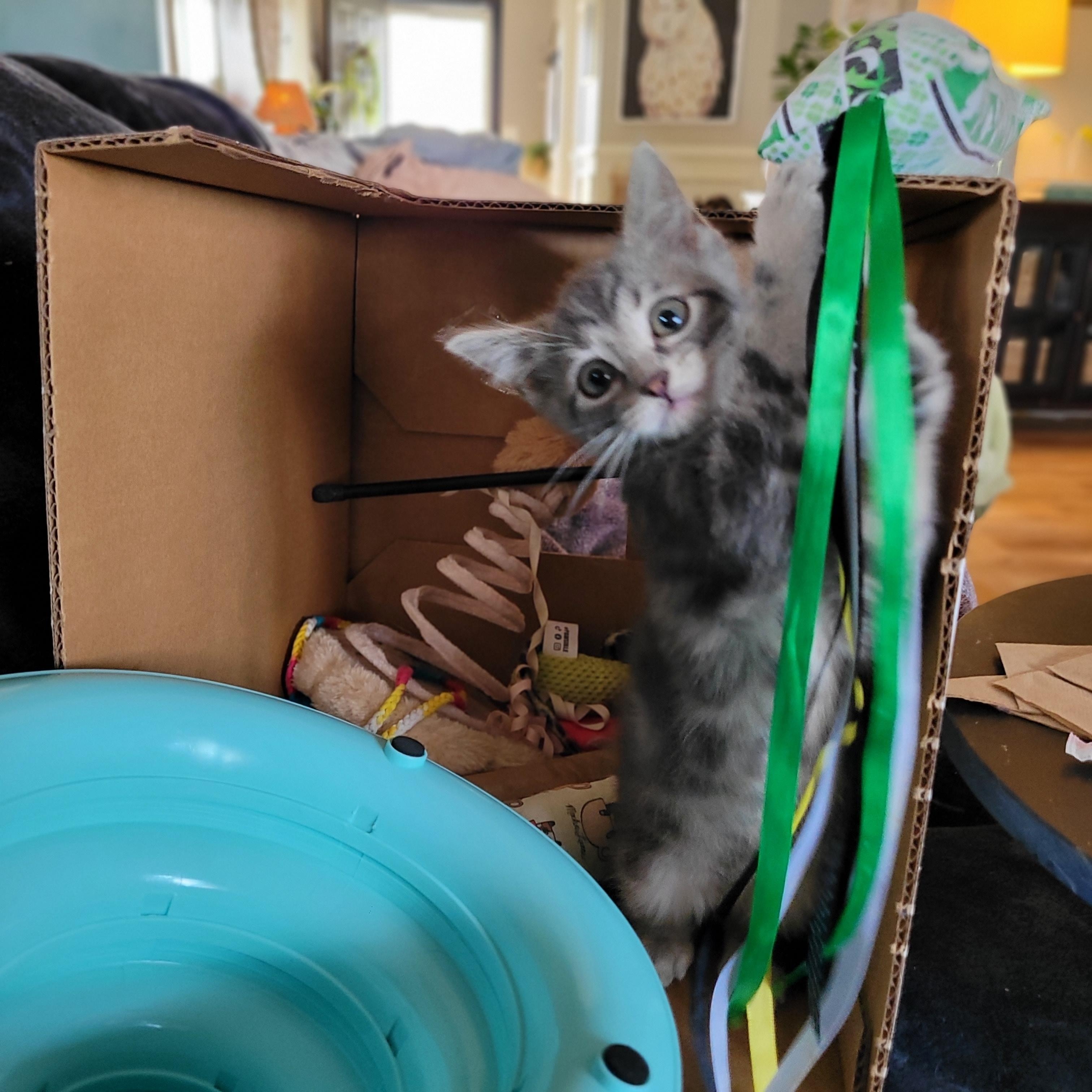 Enlarge Felicity, a Adoptable Domestic Short Hair in Indianapolis, IN image 2/5