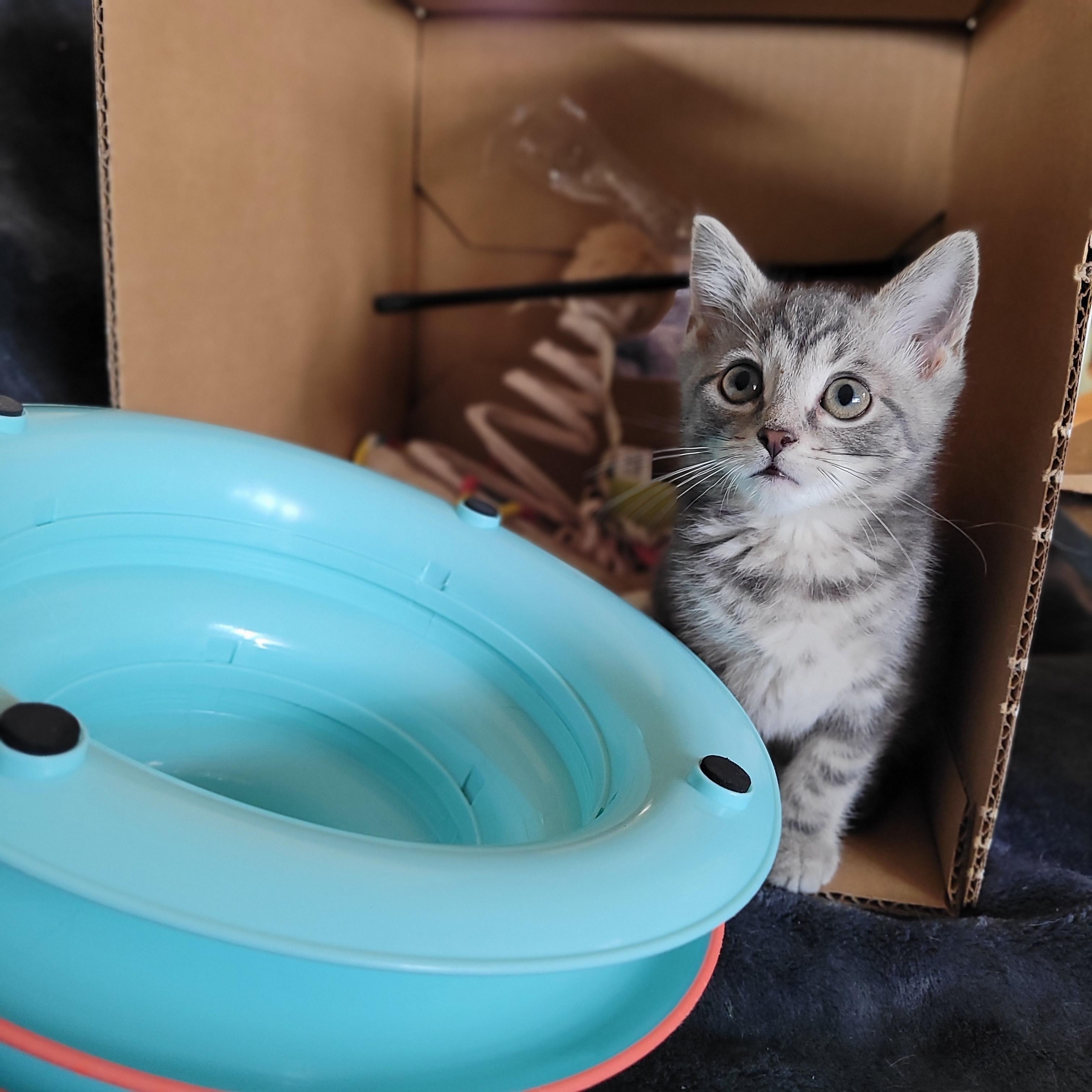 Enlarge Felicity, a Adoptable Domestic Short Hair in Indianapolis, IN image 3/5