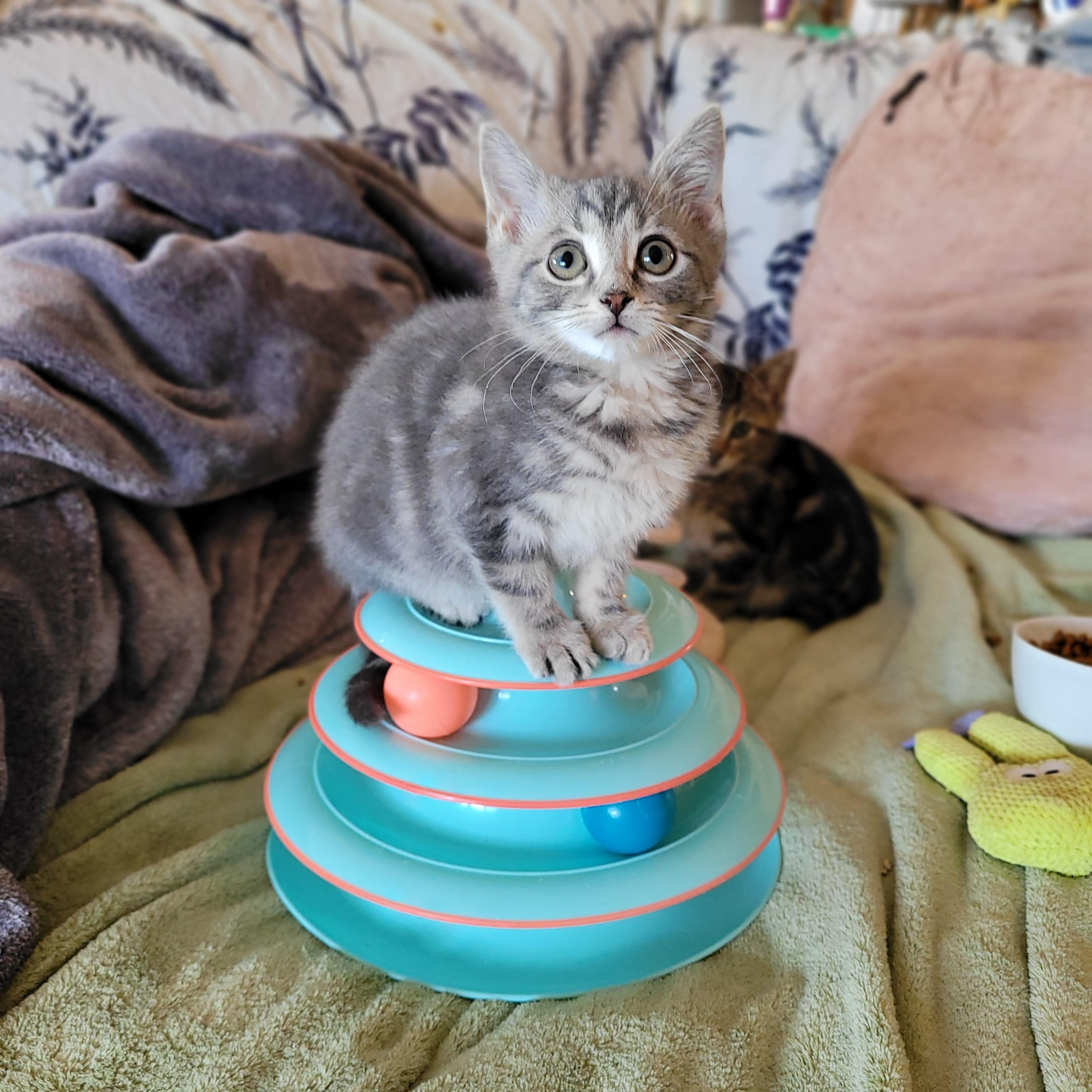 Enlarge Felicity, a Adoptable Domestic Short Hair in Indianapolis, IN image 4/5