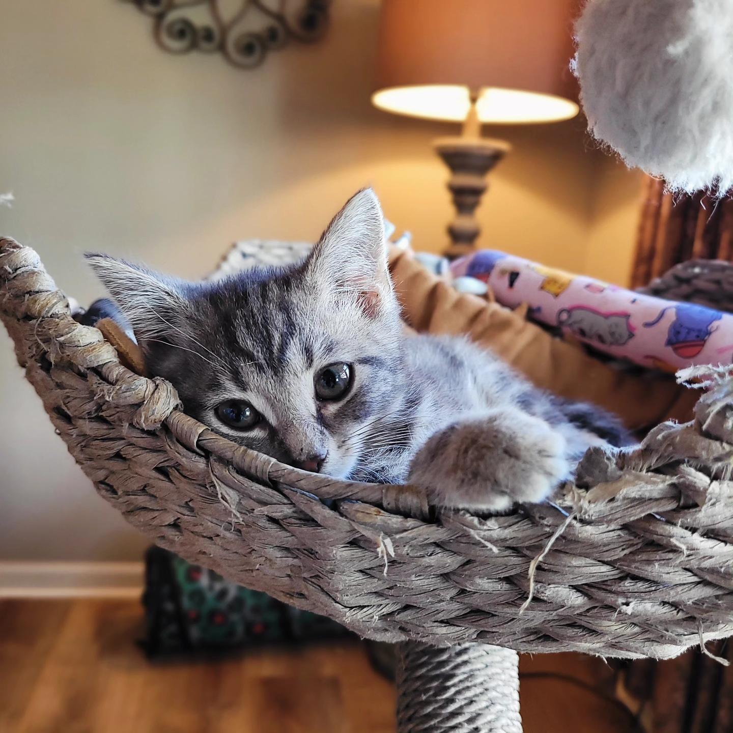 Enlarge Felicity, a Adoptable Domestic Short Hair in Indianapolis, IN image 5/5