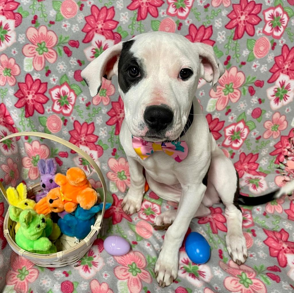 Gummy Bear, a Adoptable mixed breed in Decatur, IN image 1/6