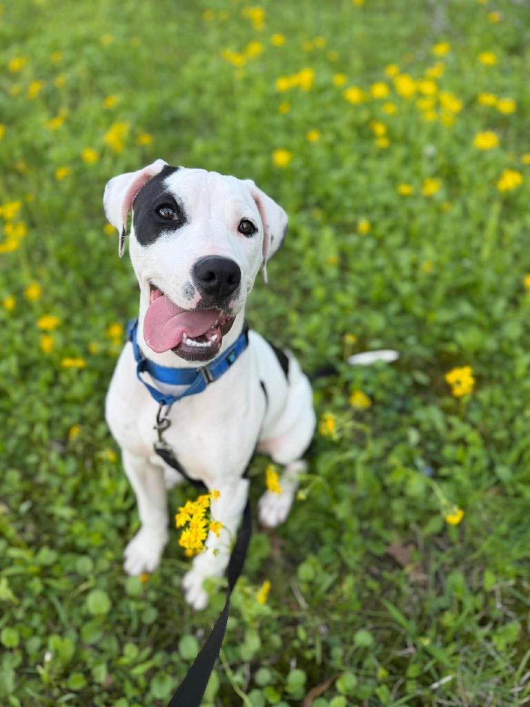Enlarge Gummy Bear, a Adoptable mixed breed in Decatur, IN image 1/6