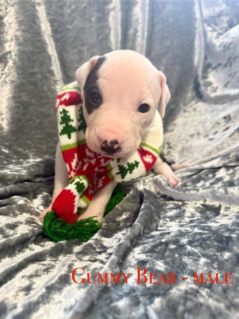 Gummy Bear, a Adoptable mixed breed in Decatur, IN image 1/4