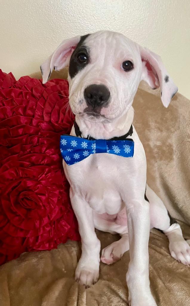 Gummy Bear, a Adoptable mixed breed in Decatur, IN image 2/4