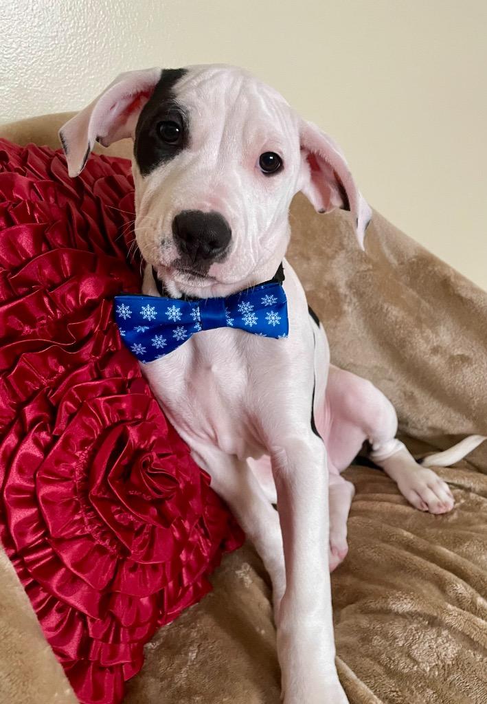 Gummy Bear, a Adoptable mixed breed in Decatur, IN image 3/4