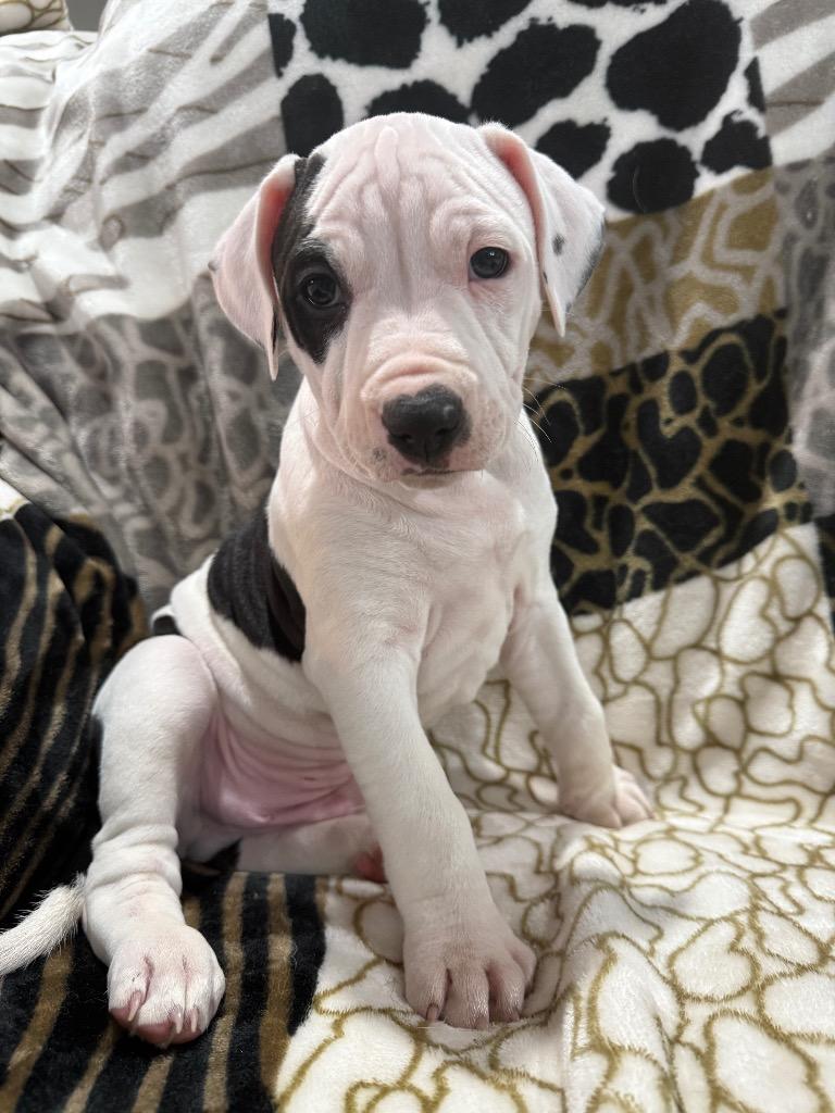 Gummy Bear, a Adoptable mixed breed in Decatur, IN image 4/4