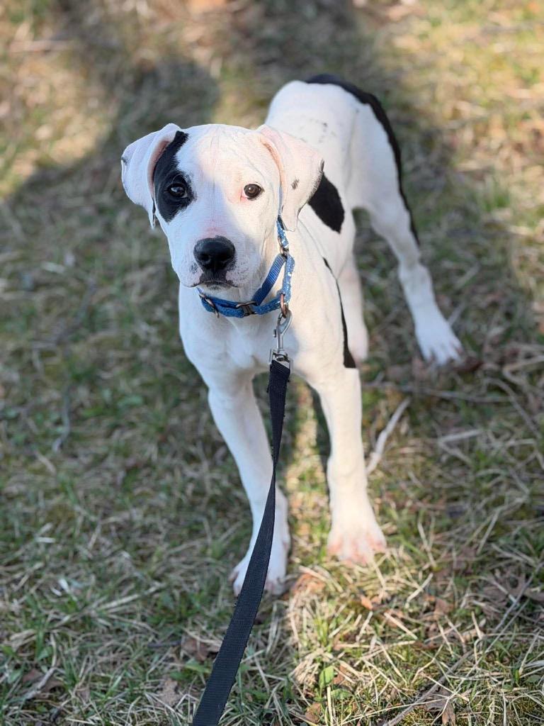 Gummy Bear, a Adoptable mixed breed in Decatur, IN image 6/6