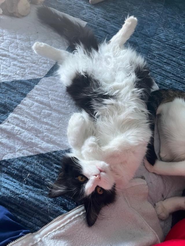 Shrinky, an adopted Domestic Long Hair in Johnsburg, IL image 1/4