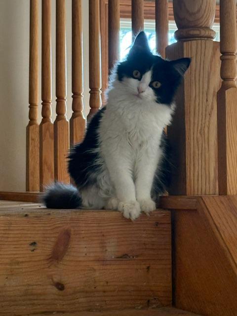 Shrinky, an adopted Domestic Long Hair in Johnsburg, IL image 2/4